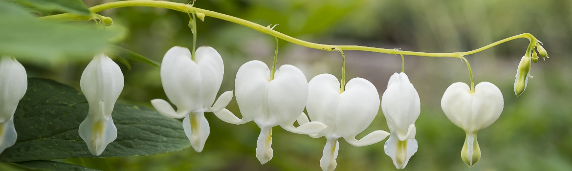 White heart shape flowers